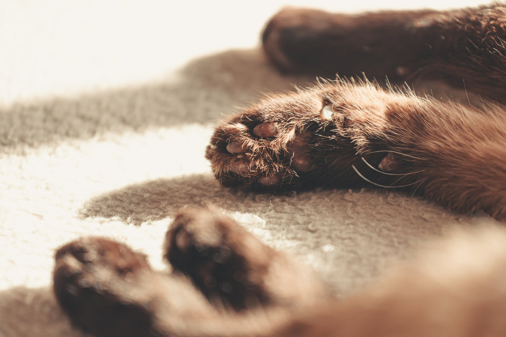 Give your cat the most cozy napping environment they love